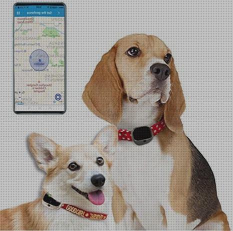 Los mejores 19 Lbs Para Perros Gps