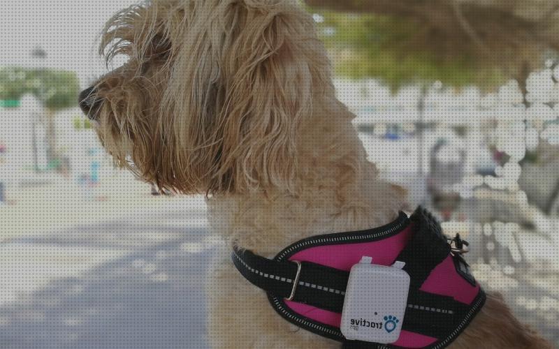 Review de localizador gps mascotas tractive