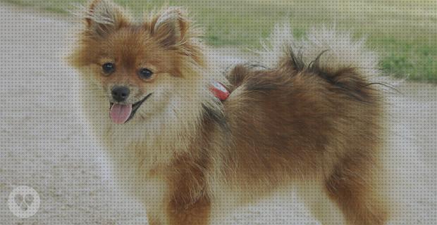 Las mejores gps perro localizador gps perros datos moviles