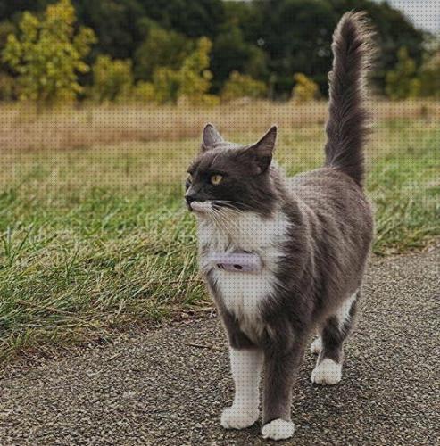 Los mejores 22 Localizadores Gps Weenect Gatos