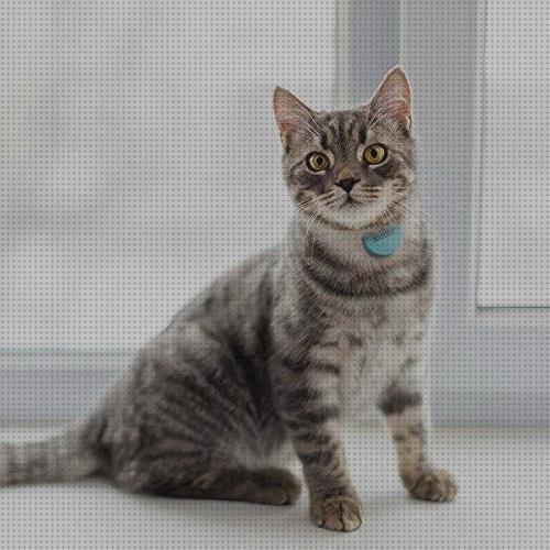 ¿Dónde poder comprar localizadores localizadores gps de gatos?