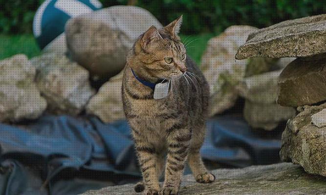 Review de localizadores gps de gatos