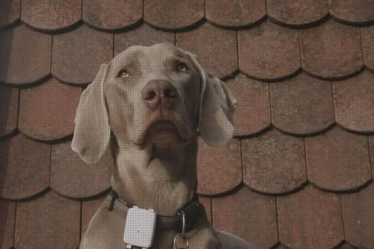 Las mejores rastreador rastreador perro gps
