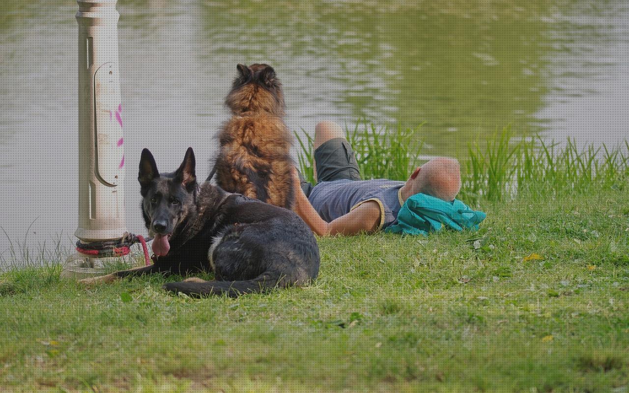 ¿Dónde poder comprar gps perro robo perros gps?