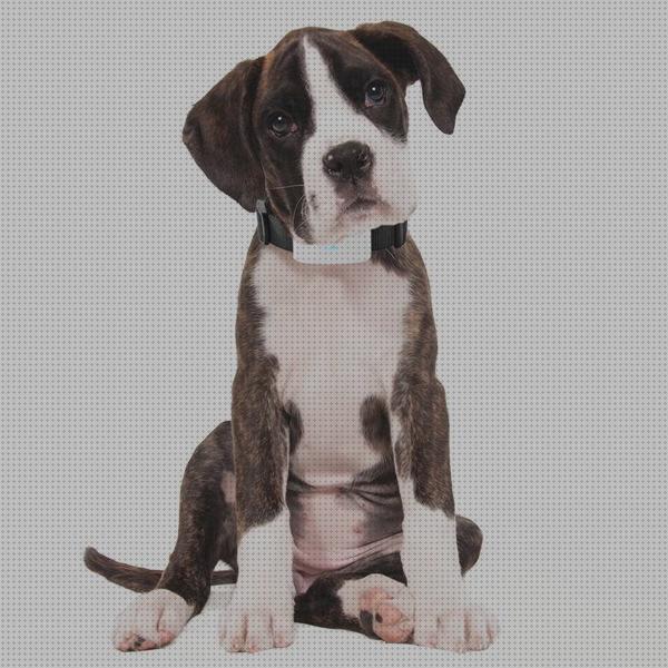 ¿Dónde poder comprar gps tkstar perros gps perro tkstar gps perros instrucciones?