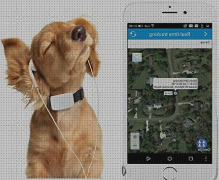 Las mejores marcas de gps tkstar perros gps perro tkstar gps perros instrucciones