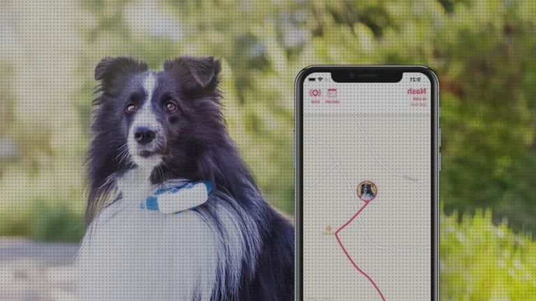 Las mejores marcas de tractive tractive gps perro