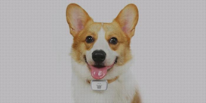 Las mejores xiaomi xiaomi gps perro
