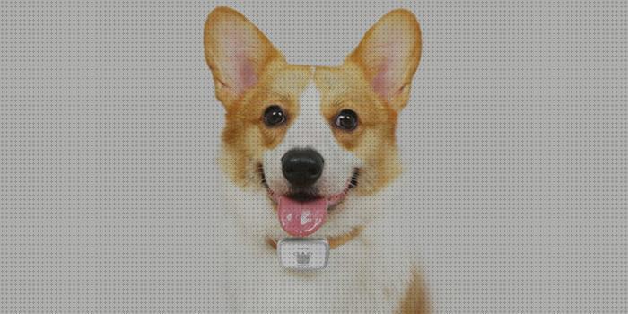 ¿Dónde poder comprar gps perro xiaomi gps perros?