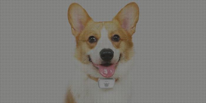 Opiniones de los 26 mejores Xiaomi Gps Para Perros
